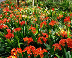 Clivia miniata 'Belgian Hybrid' Kaffir Lily - 5 Gallon