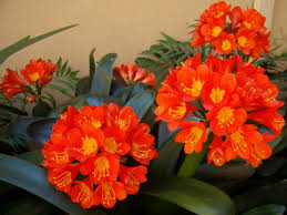 Clivia miniata 'Belgian Hybrid' Kaffir Lily - 5 Gallon