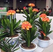 Clivia miniata 'Belgian Hybrid' Kaffir Lily - 5 Gallon