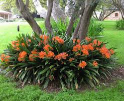 Clivia miniata 'Belgian Hybrid' Kaffir Lily - 5 Gallon