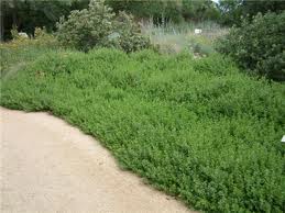Baccharis pilularis 'Coyote Bush'- 1 Gal