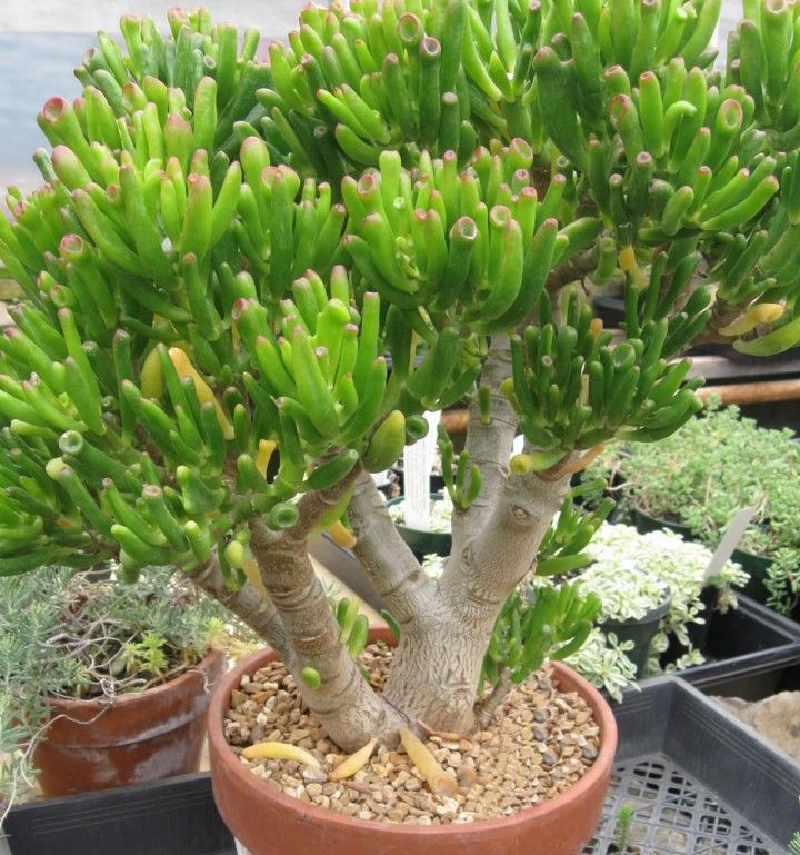 Crassula Ovata 'Gollum' - Shrek's Ears - 5 Gallon