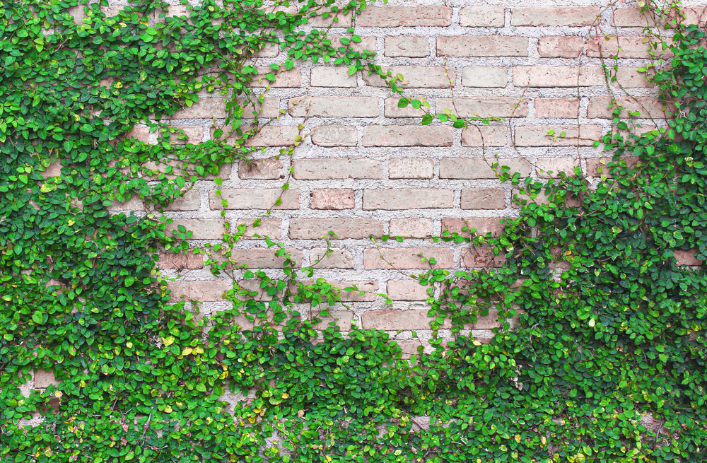 Ficus pumila (F. repens) Creeping Fig (Vine Type) - 5 Gallon