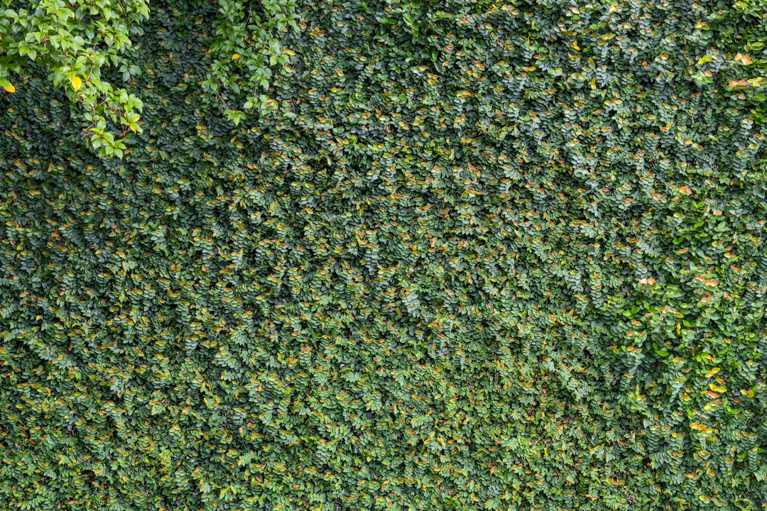 Ficus pumila (F. repens) Creeping Fig (Vine Type) - 5 Gallon