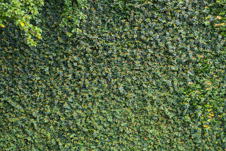 Ficus pumila (F. repens) Creeping Fig (Vine Type) - 5 Gallon