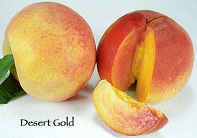 Peach Desert Gold Tree - 15 Gal