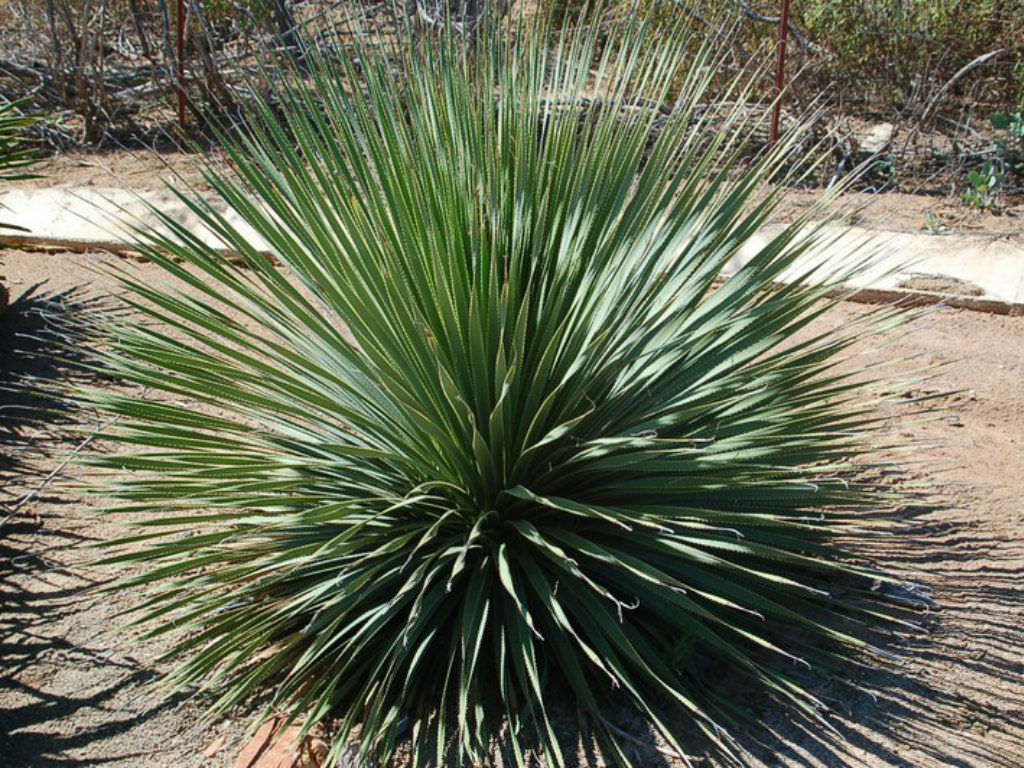 Desert Spoon - 5 Gallon