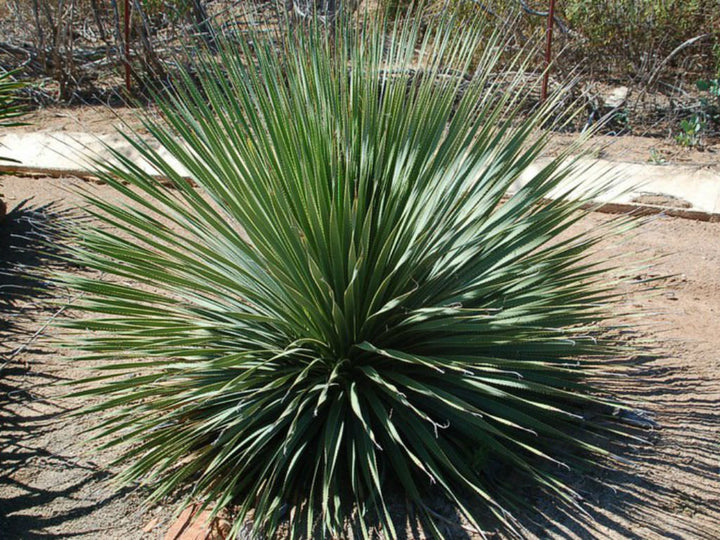 Desert Spoon - 5 Gallon