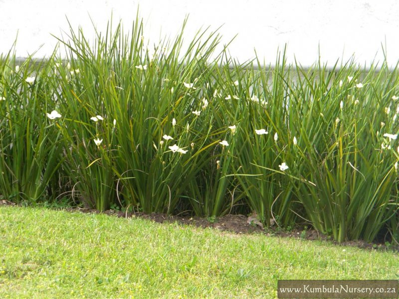 Dietes bicolor (Moraea b.) Fortnight Lily - 5 Gallon