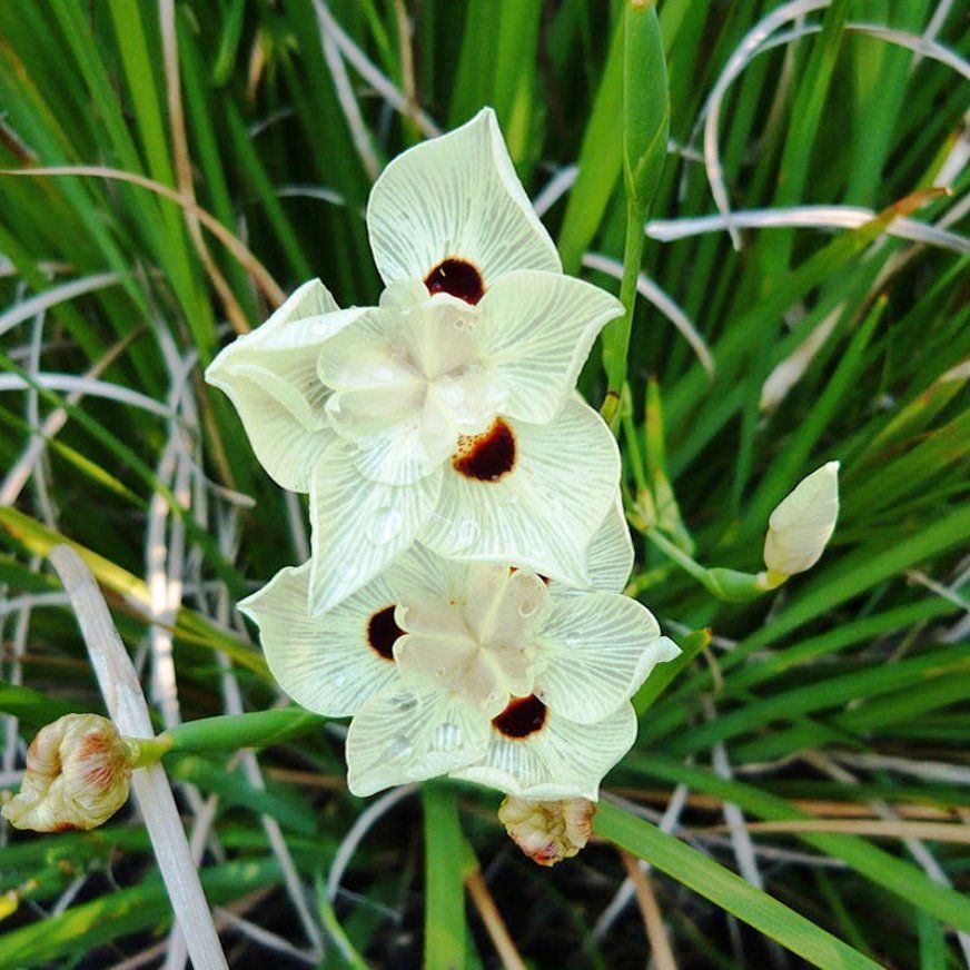 Dietes bicolor (Moraea b.) Fortnight Lily - 5 Gallon