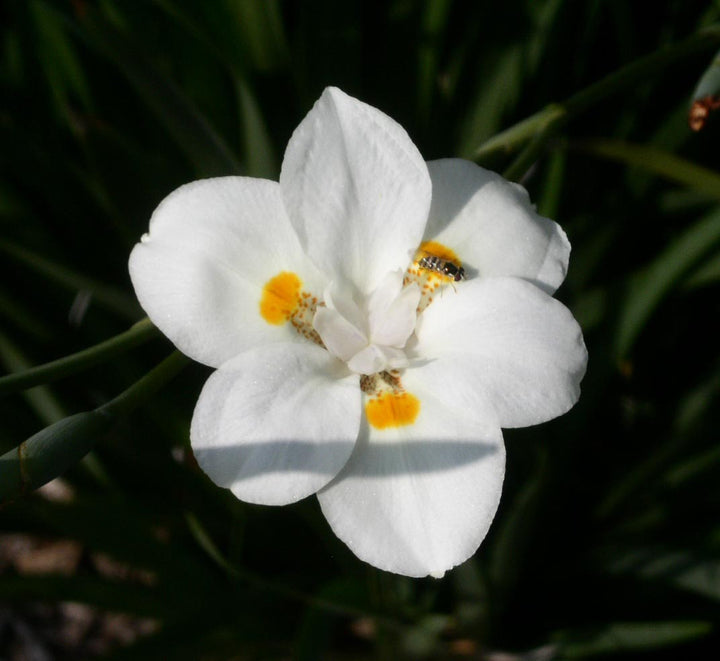 Dietes vegeta (D. grandiflora) White Africa Iris - 5 Gallon