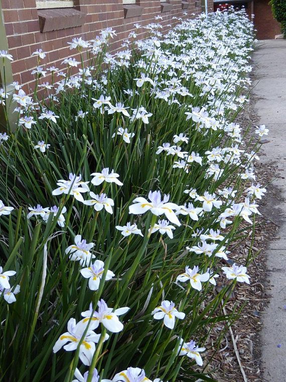 Dietes vegeta (D. grandiflora) White Africa Iris - 5 Gallon
