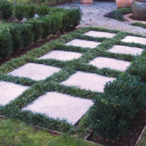 Dwarf Mondo Grass - Flat