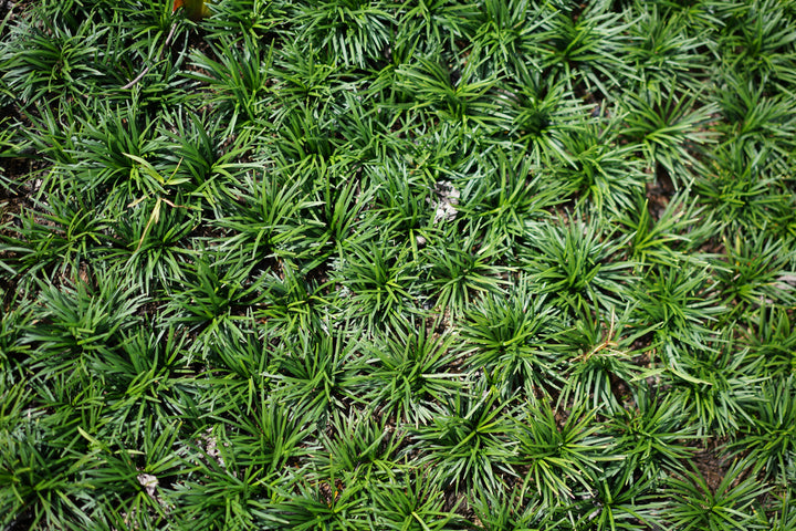 Dwarf Mondo Grass - Flat