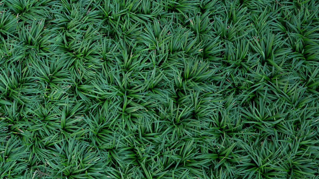 Dwarf Mondo Grass - Flat
