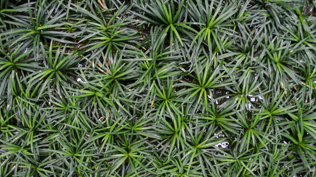 Dwarf Mondo Grass - Flat