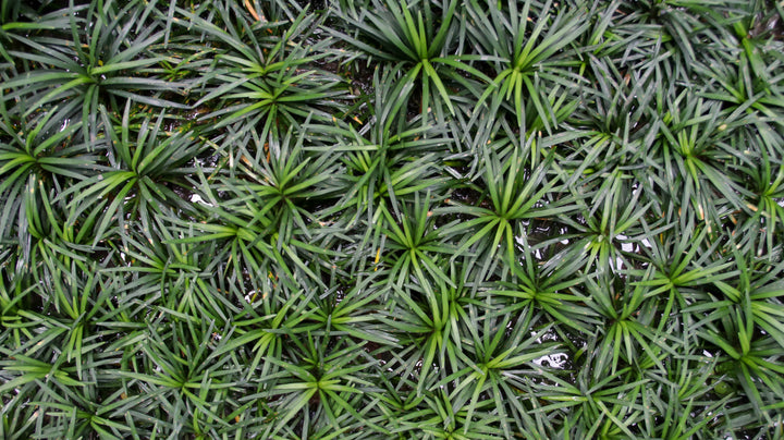 Dwarf Mondo Grass - Flat