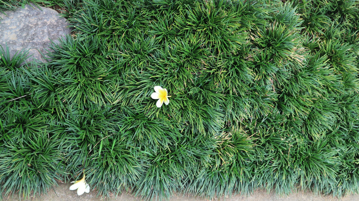 Dwarf Mondo Grass - Flat