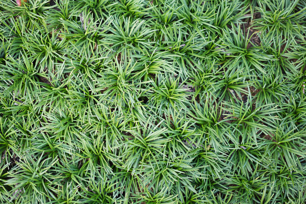 Dwarf Mondo Grass - Flat