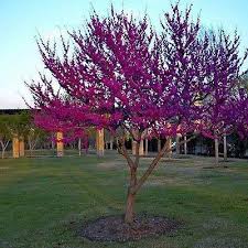  Cercis canadensis Standard Eastern Redbud Standard - 24" Box