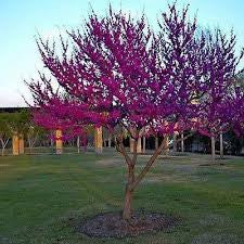 Eastern Redbud Tree