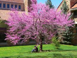  Cercis canadensis Standard Eastern Redbud Standard - 24" Box