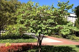  Cercis canadensis Standard Eastern Redbud Standard - 24" Box