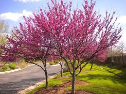 Cercis canadensis Standard Eastern Redbud Standard - 24" Box