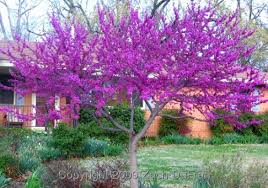  Cercis canadensis Standard Eastern Redbud Standard - 24" Box