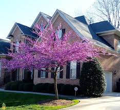  Cercis canadensis Standard Eastern Redbud Standard - 24" Box