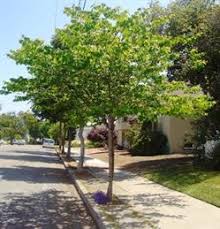  Cercis canadensis Standard Eastern Redbud Standard - 24" Box