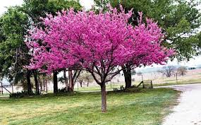  Cercis canadensis Standard Eastern Redbud Standard - 24" Box