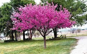 Eastern Redbud Tree