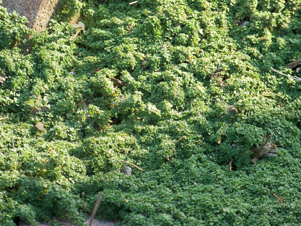 Elfin Thyme - Flat