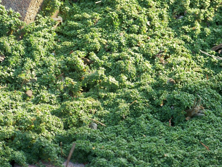 Elfin Thyme - Flat