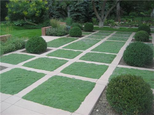 Elfin Thyme - Flat