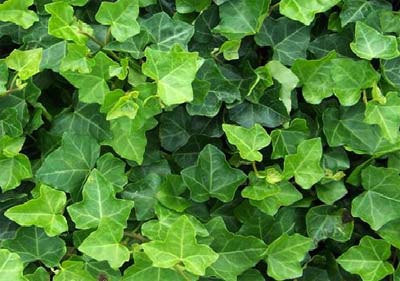 English Ivy - Flat