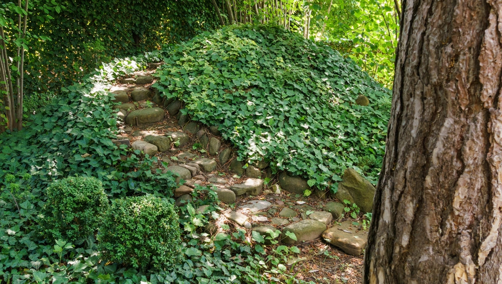 English Ivy - Flat