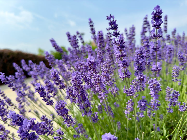 English Lavender - 5 Gallon