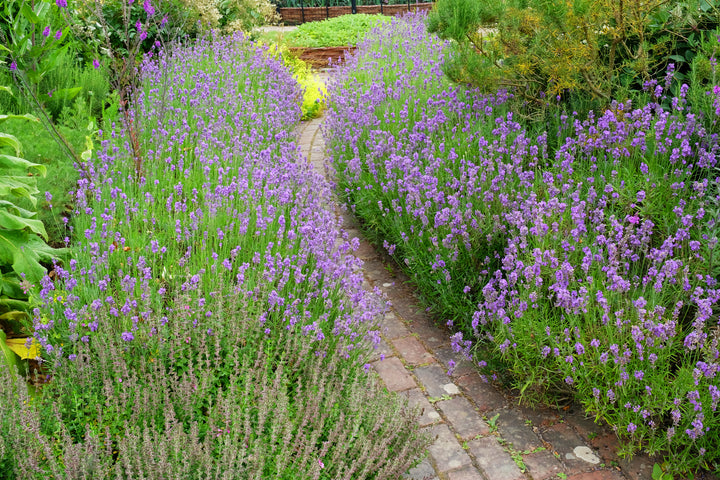 English Lavender - 5 Gallon