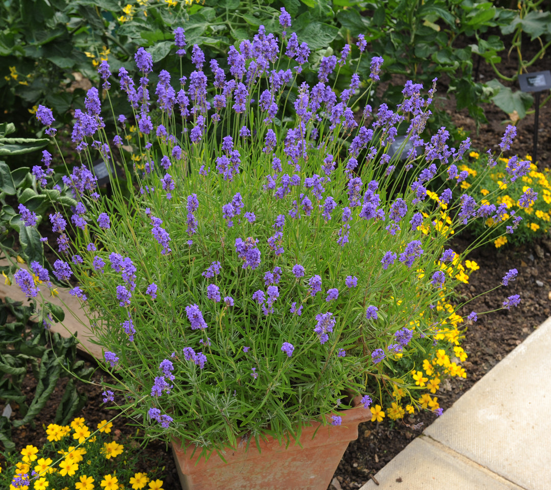 English Lavender - 5 Gallon