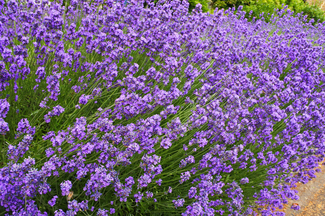 English Lavender - 5 Gallon