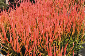 Euphorbia tirucalli 'Sticks on Fire' - 5 Gallon