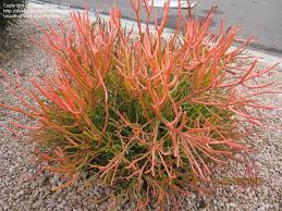 Euphorbia tirucalli 'Sticks on Fire' - 5 Gallon