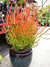 Euphorbia tirucalli 'Sticks on Fire' - 5 Gallon