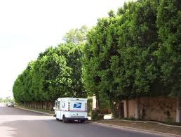 Ficus Nitida - Indian Laurel Fig - 15 Gal Tree