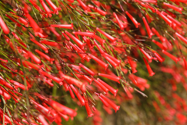 Firecracker Plant (Russelia equisetiformis) - 5 Gallon