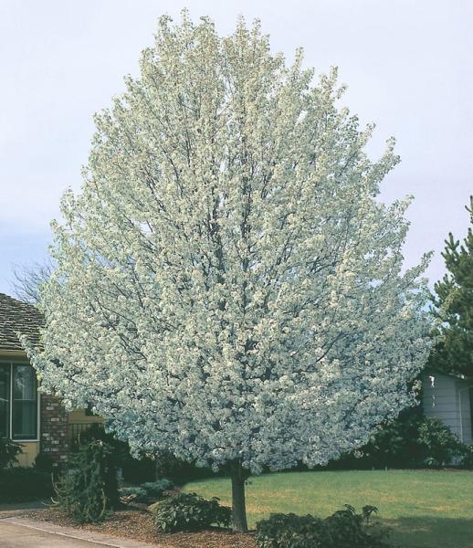 Pyrus calleryana 'Bradford' Standard Bradford Pear - 24" Box