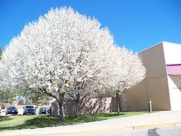 Pyrus calleryana 'Aristocrat' Aristocrat Pear - 15 Gallon Standard