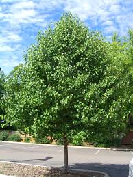 Pyrus calleryana 'Aristocrat' Aristocrat Pear - 15 Gallon Standard